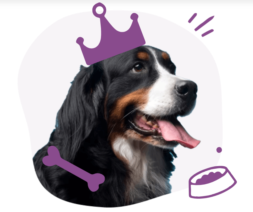 Yonkers Dog Grooming
